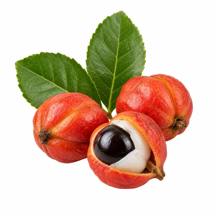 Guaraná y yerba mate, referencia botánica ilustrativa