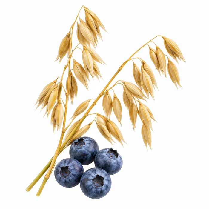 Avena y arándanos, referencia botánica ilustrativa